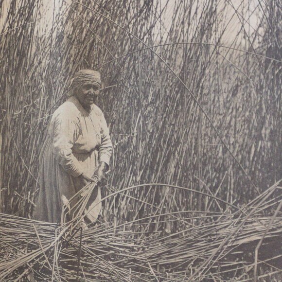 GATHERING TULES - LAKE POMO #150 Edward Sheriff Curtis Print - Picture 12 of 16